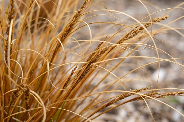 Carex buchananii 'Firefox' bloem