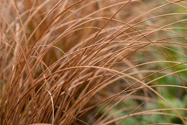 Carex buchananii bloem