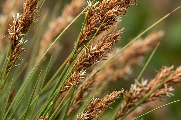 Carex digitata bloem