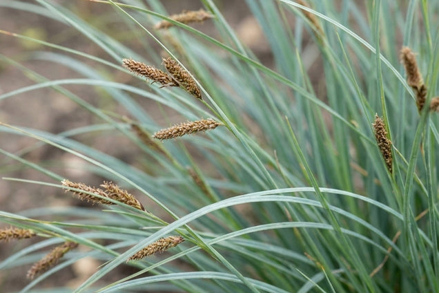 Carex flacca 'Blue Zinger' blad