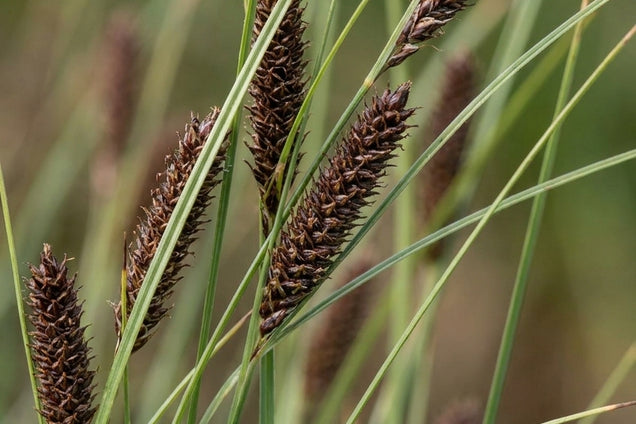 Carex flacca 'Buis' bloem