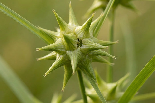 Carex grayi bloem