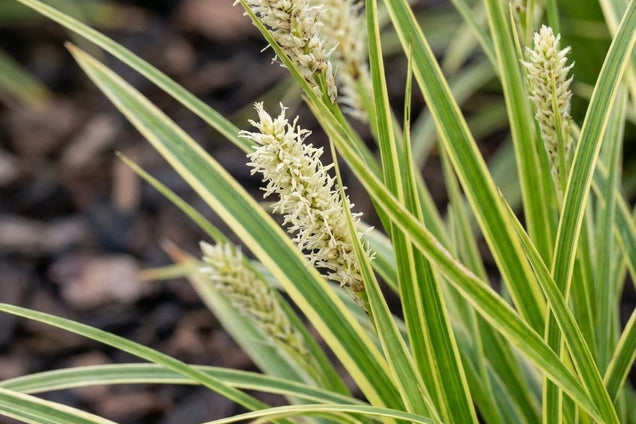 Carex morrowii 'Goldband' blad
