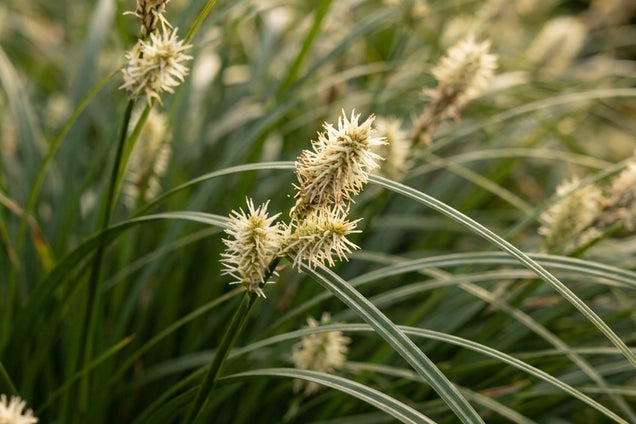 Carex morrowii 'Mosten' bloem
