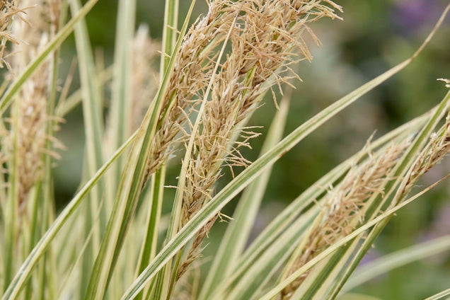 Carex morrowii 'Variegata' bloem