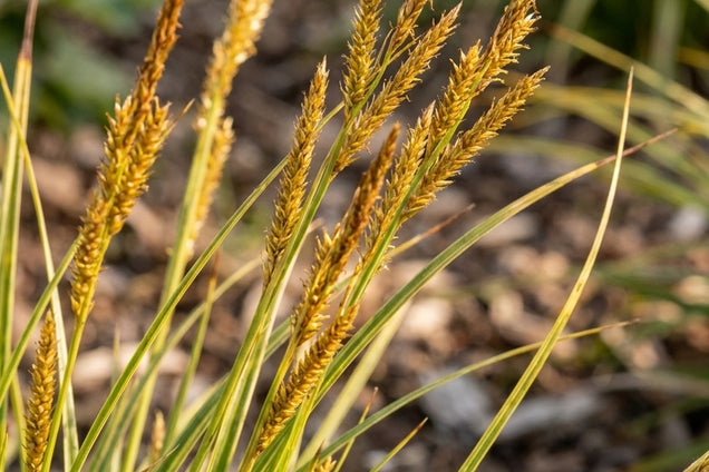 Carex morrowii bloem