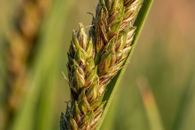 Carex muskingumensis bloem