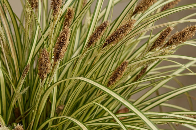 Carex oshimensis 'Evergold' bloem