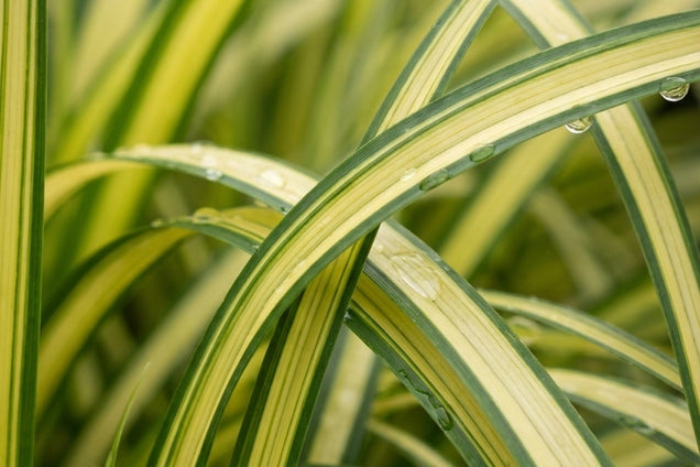 Carex oshimensis 'Eversheen' blad