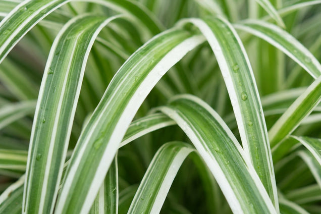 Carex oshimensis 'Fiwhite' blad