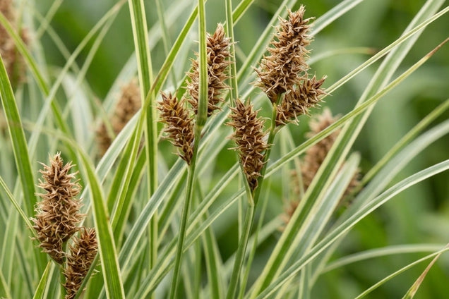 Carex oshimensis 'Ice Cream' bloem