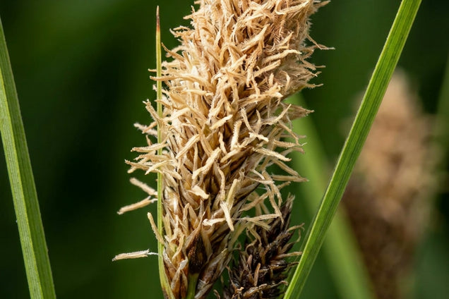 Carex pendula bloem