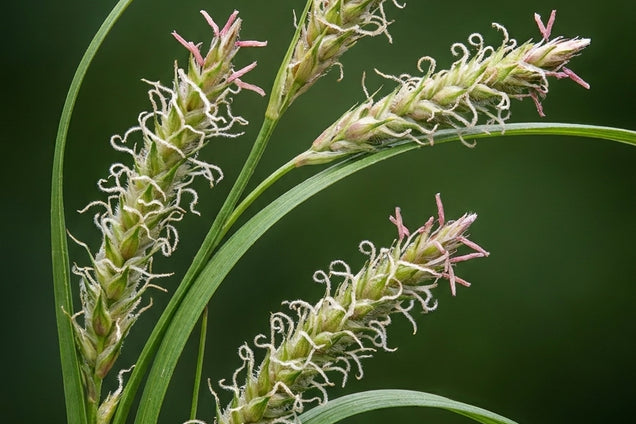 Carex sylvatica bloem