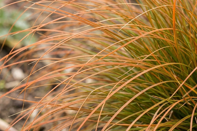 Carex testacea blad