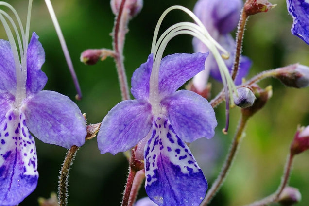 Caryopteris divaricata bloem