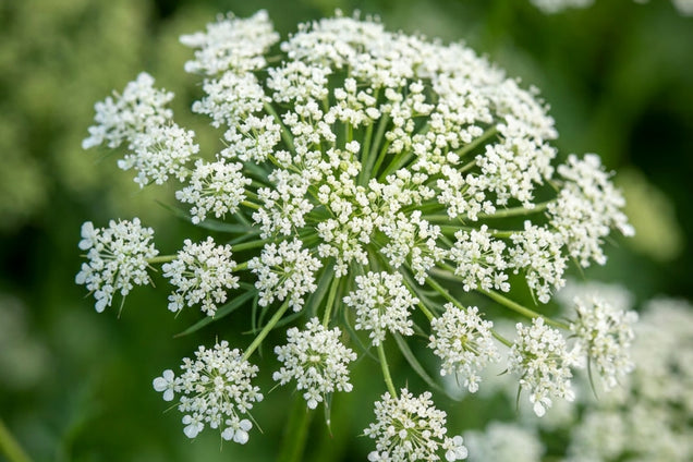 Cenolophium denudatum bloem