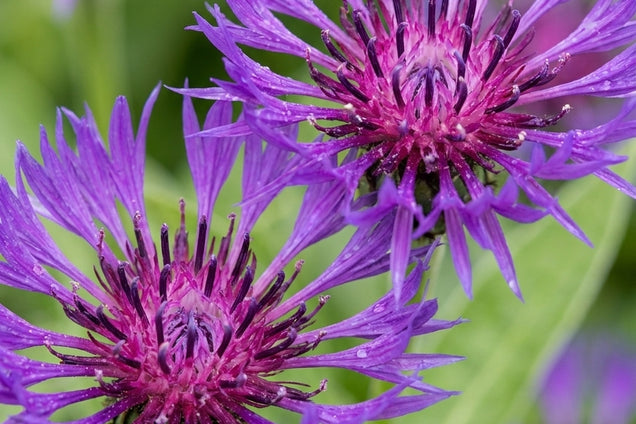 Centaurea montana 'Coerulea' bloem