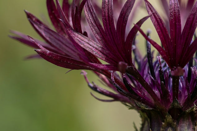 Centaurea montana 'Jordy' bloem