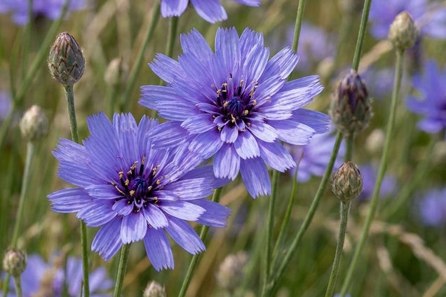 Centaurea montana 'Sky Jep' bloem