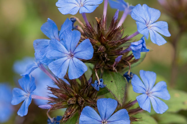 Ceratostigma griffithii bloem