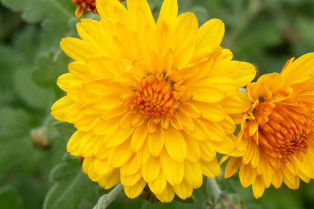 Chrysanthemum (I) 'Bienchen' bloem