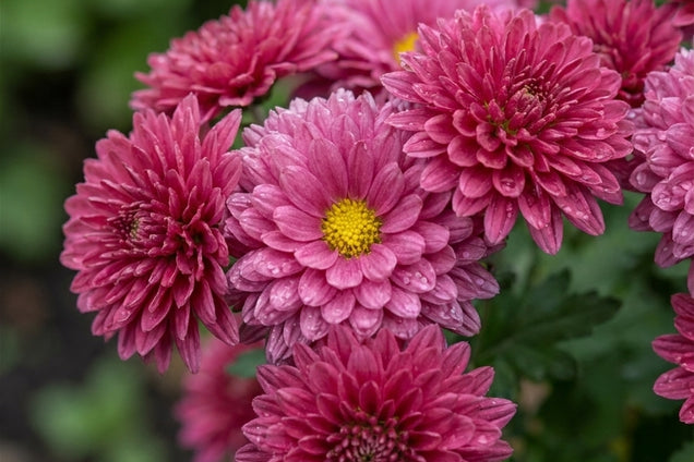 Chrysanthemum (I) 'Feuerzauber' bloem