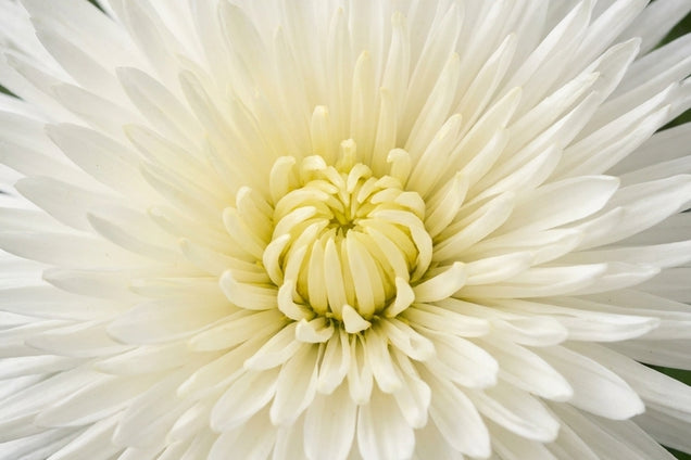 Chrysanthemum (I) 'Havelschwan' bloem
