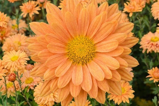 Chrysanthemum (I) 'Kleiner Bernstein' bloem