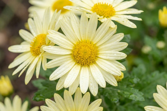 Chrysanthemum (I) 'Lichtkuppel' bloem
