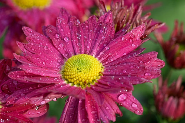 Chrysanthemum 'Oury' bloem