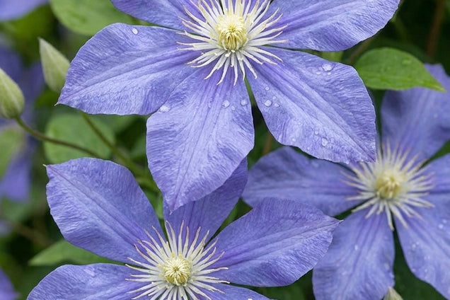 Clematis bonstedtii 'Crépuscule' bloem
