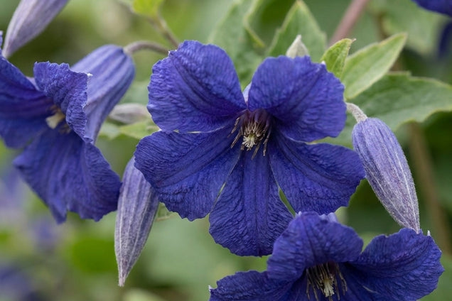 Clematis 'Cassandra' bloem