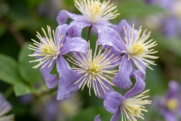 Clematis 'Mrs Robert Brydon' bloem