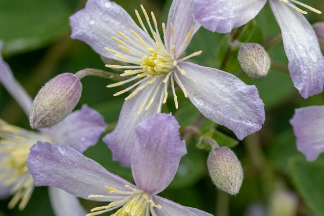 Clematis 'Praecox' bloem