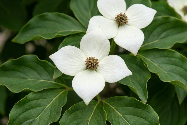 Cornus canadensis bloem