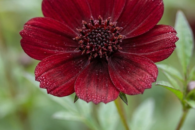 Cosmos atrosanguineus bloem