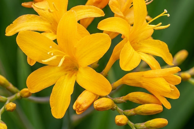 Crocosmia 'Pauls Best Yellow' bloem