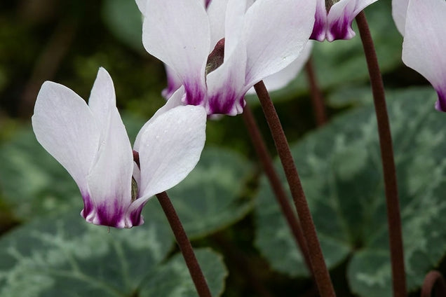 Cyclamen coum 'Album' bloem