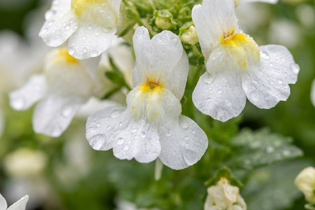 Cymbalaria pallida 'Alba' bloem