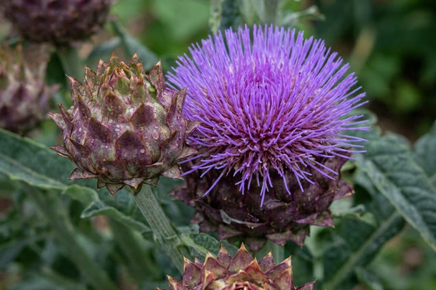 Cynara scolymus 'Cardy' bloem