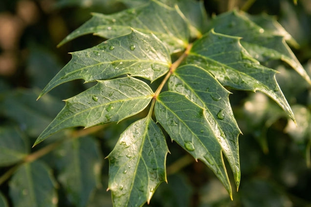 Cyrtomium falcatum 'Rochfordianum' blad