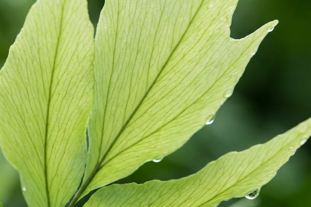 Cyrtomium macrophyllum blad