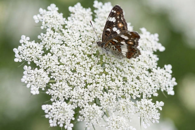 Daucus carota bloem