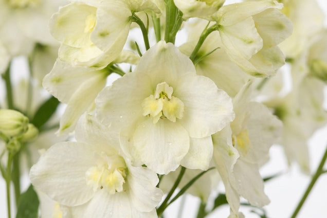 Delphinium 'Sungleam' bloem