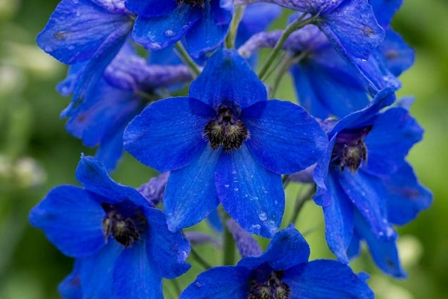 Delphinium (B) 'Völkerfrieden' bloem