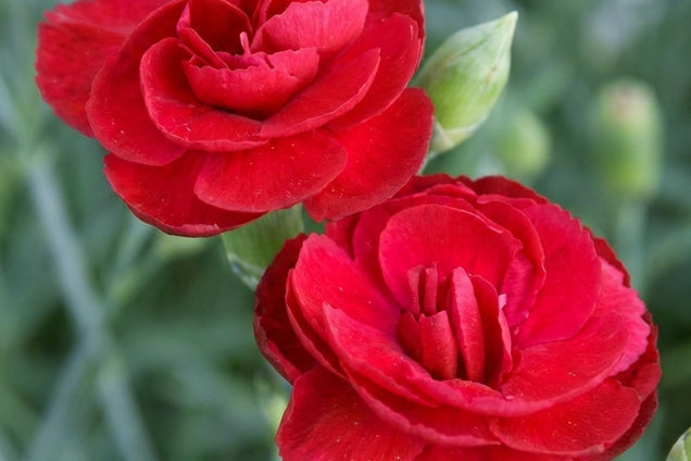 Dianthus (PL) 'Desmond' bloem