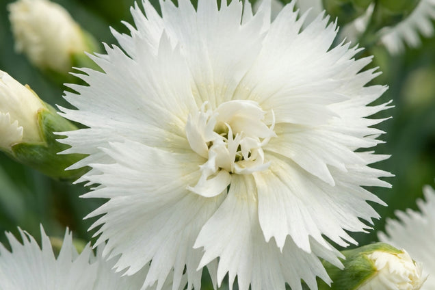 Dianthus (PL) 'Mrs Sinkins' bloem