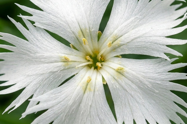 Dianthus arenarius 'Little Maiden' bloem