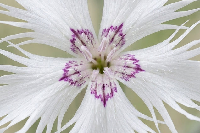 Dianthus arenarius bloem