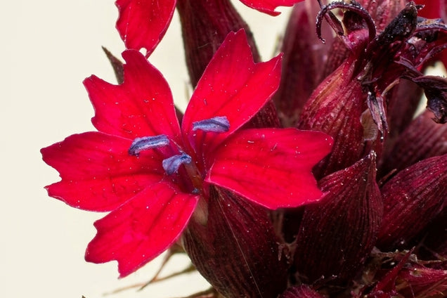 Dianthus cruentus bloem